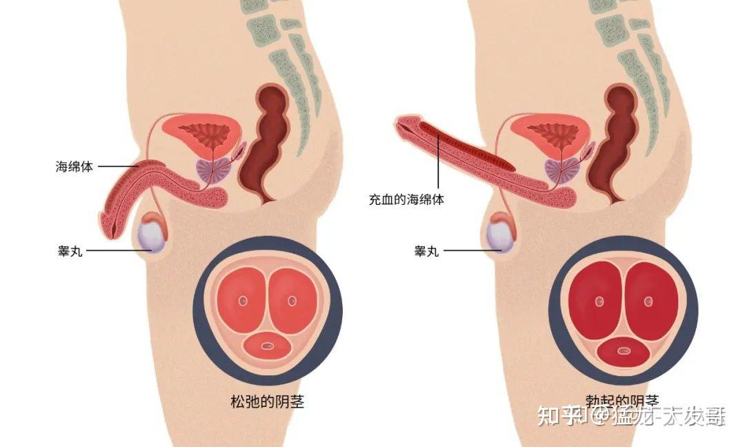 丁丁是啥 发育图片