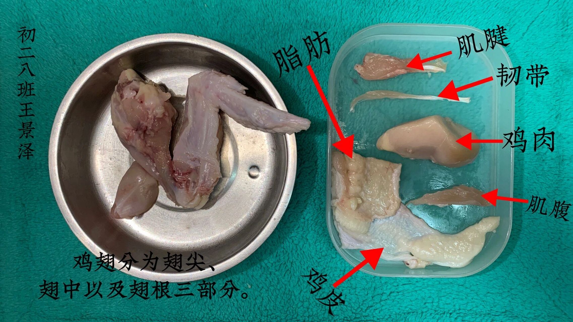 鸡翅生物解剖图图片