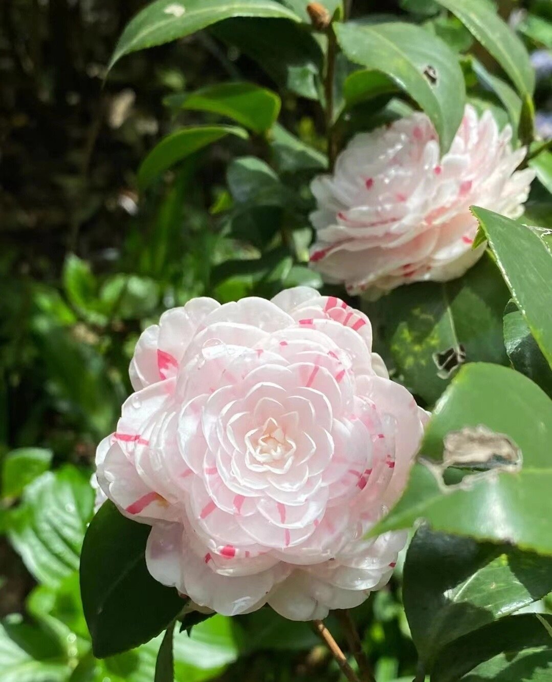 十八学士山茶花