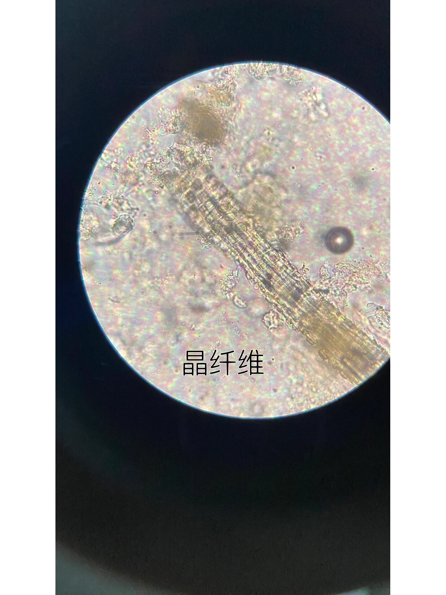 中药番泻叶的显微特征