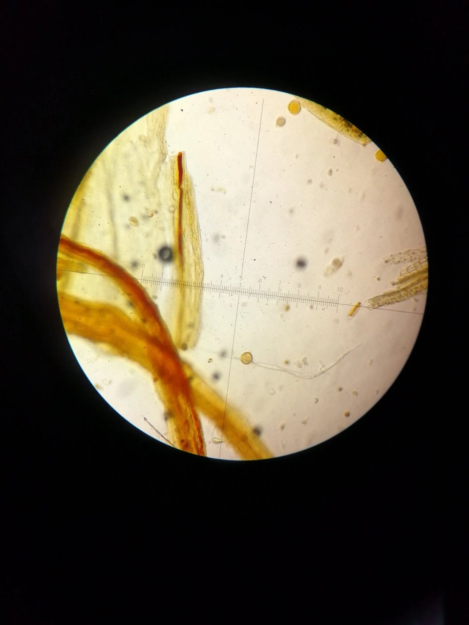 红花粉末显微鉴别 1花粉粒 2长管道状分泌细胞 3花柱碎片