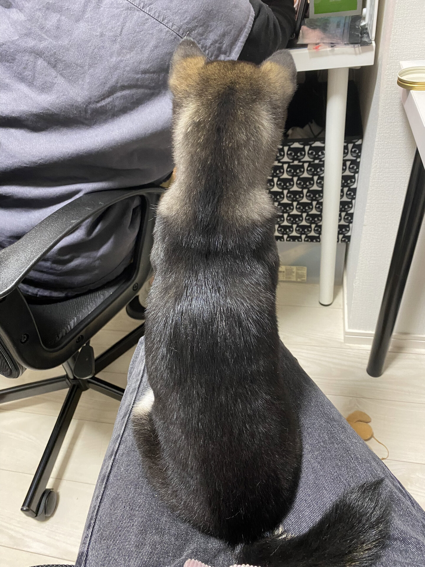 记录4个月小豆柴尴尬期的丑照 脸越来越尖, 显得耳朵越来越大, 背影很