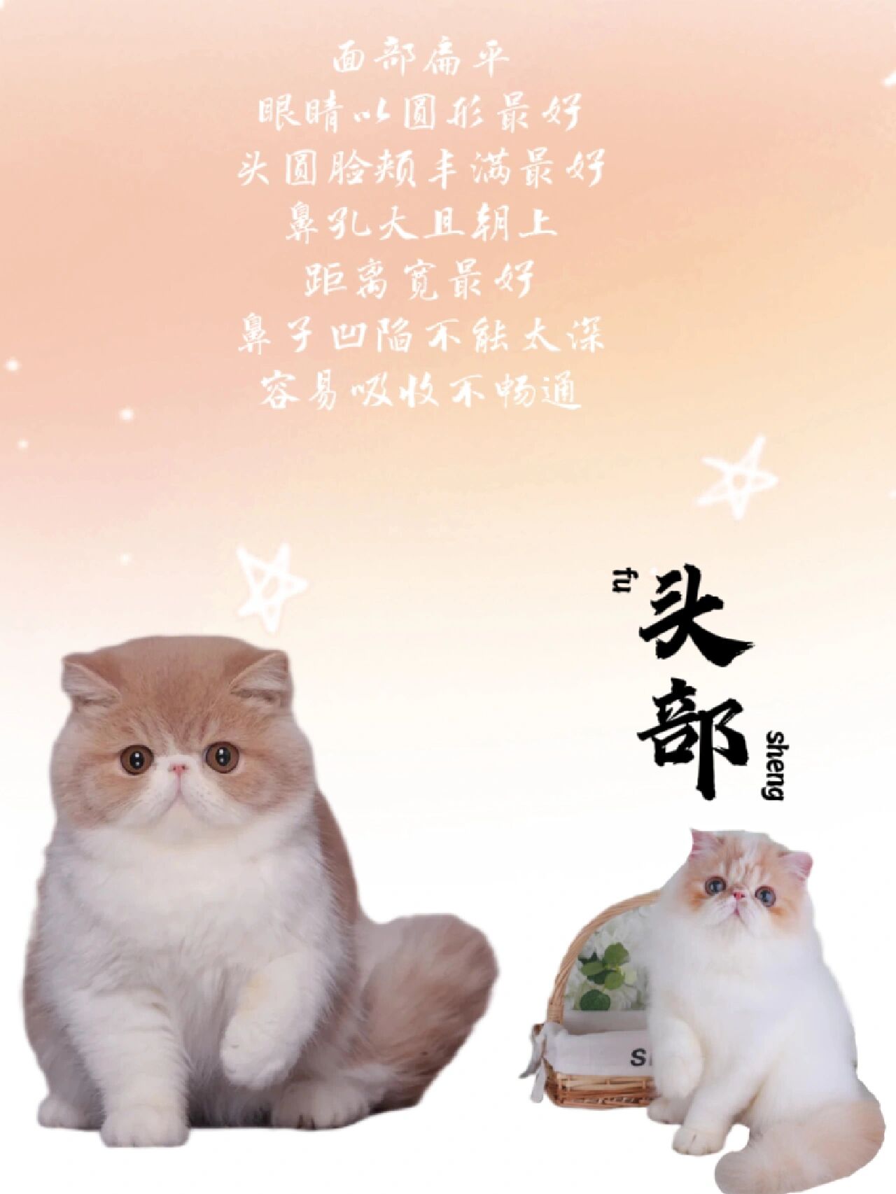 加菲猫品相图解图片