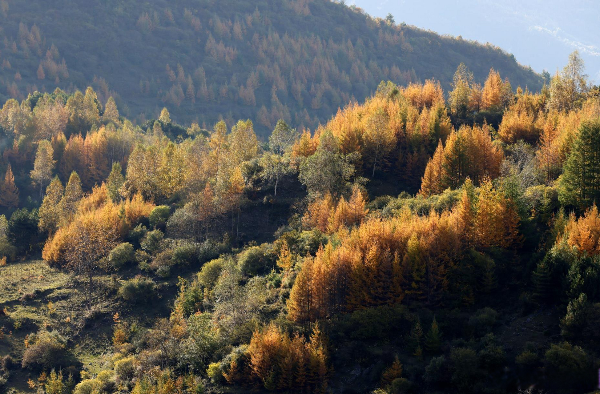陇南发布分享# 10月14日,武都区千坝草原,层林尽染,秋景如画.