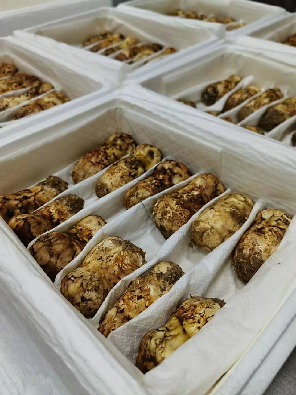 松茸的保存方法 1冷藏保存 把鲜松茸放在冰箱保鲜层保存,这种方法