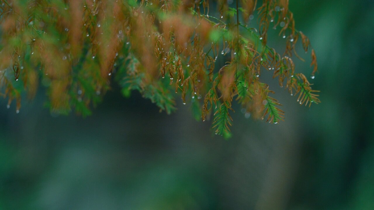 秋天的雨