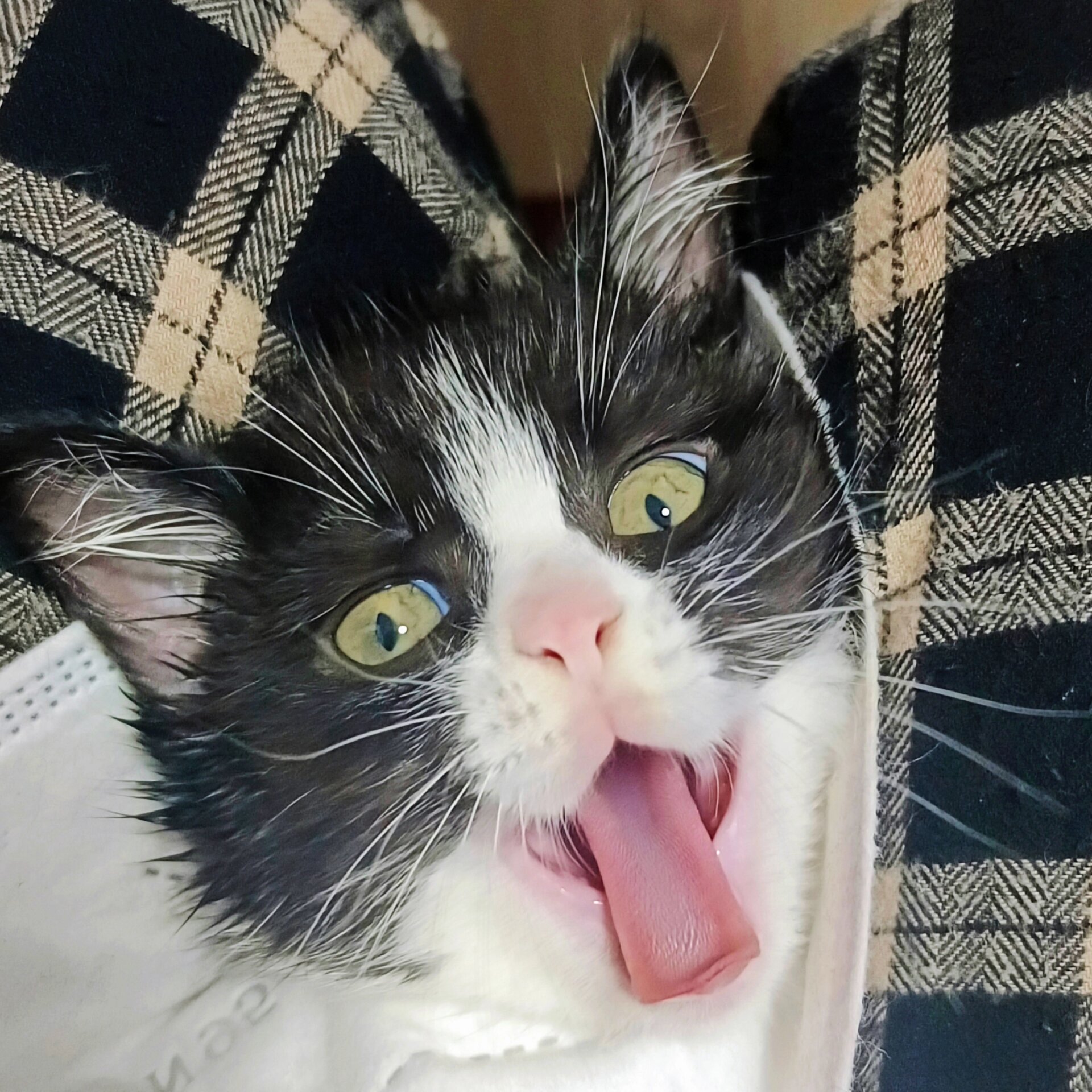 搞怪猫咪头像|小脑斧咬人可是一口一个喵