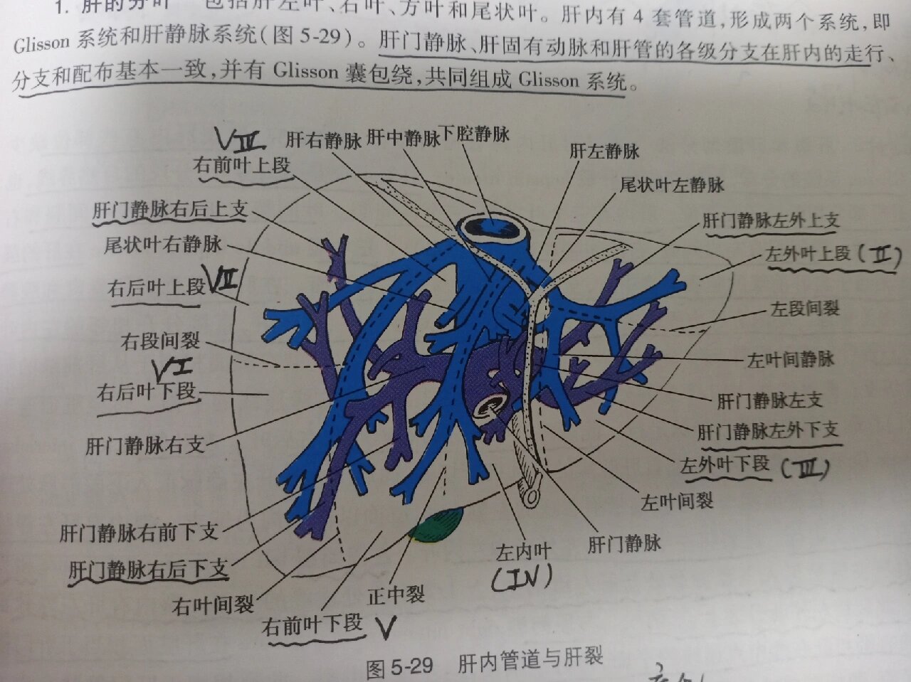 肝脏分叶分段解剖