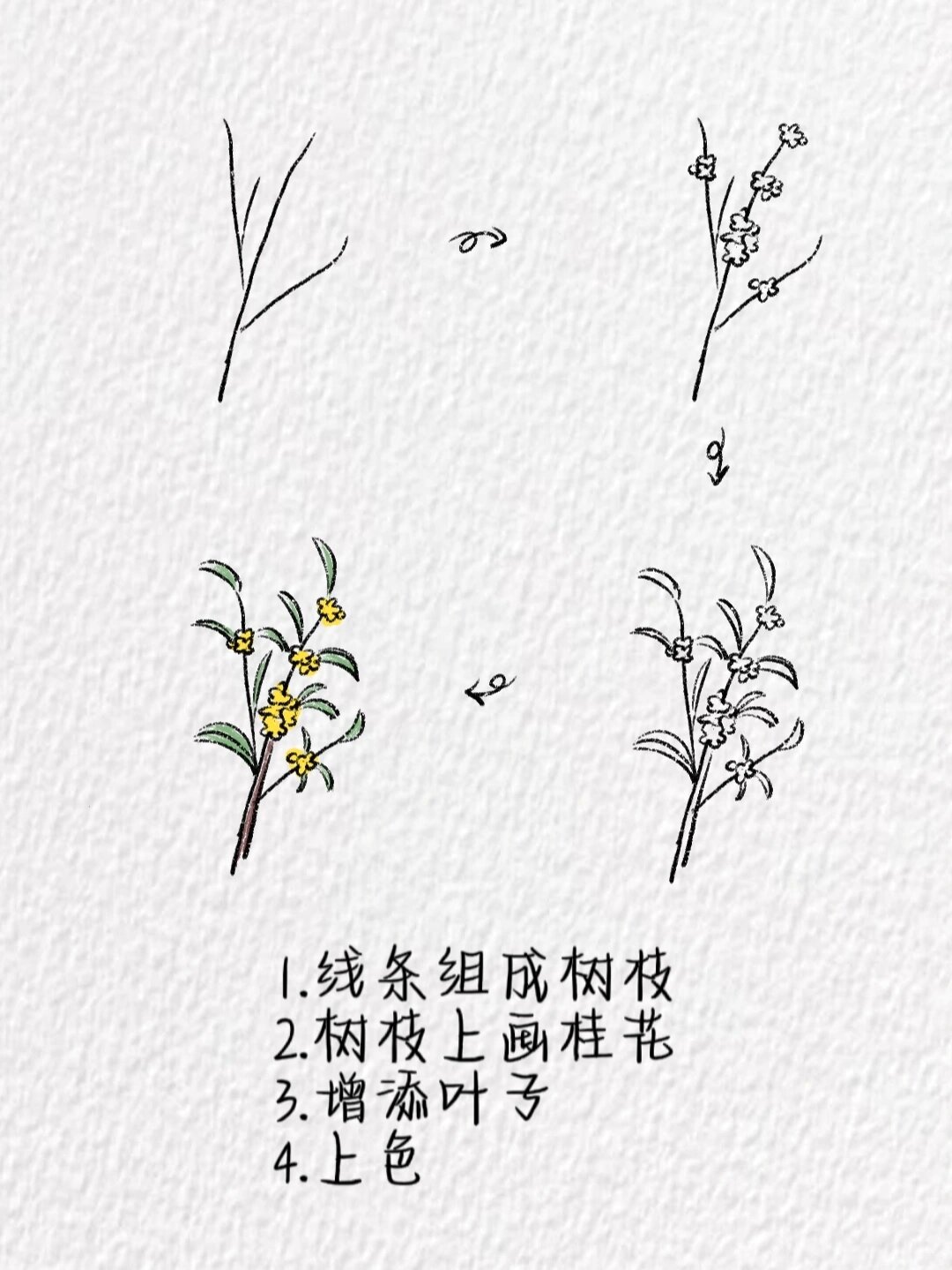 桂花简笔画～(含教程)