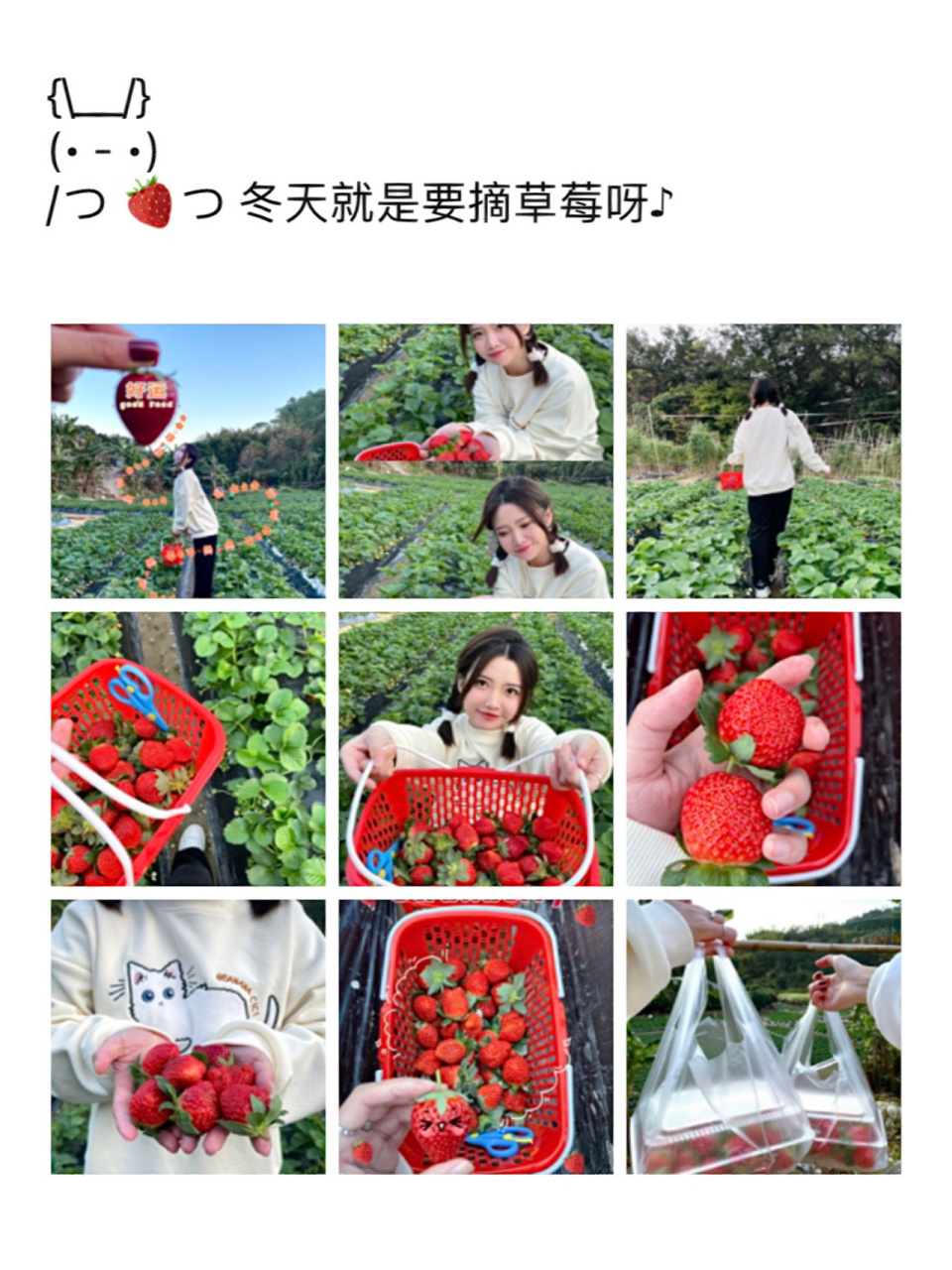 草莓采摘园的宣传文案图片