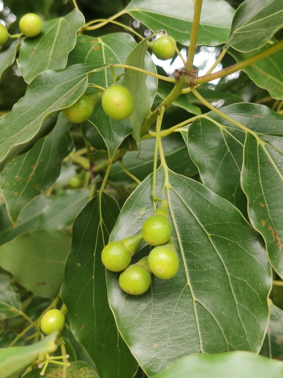 樟树的果实 樟科 樟属 可以看到叶子的离基三出脉
