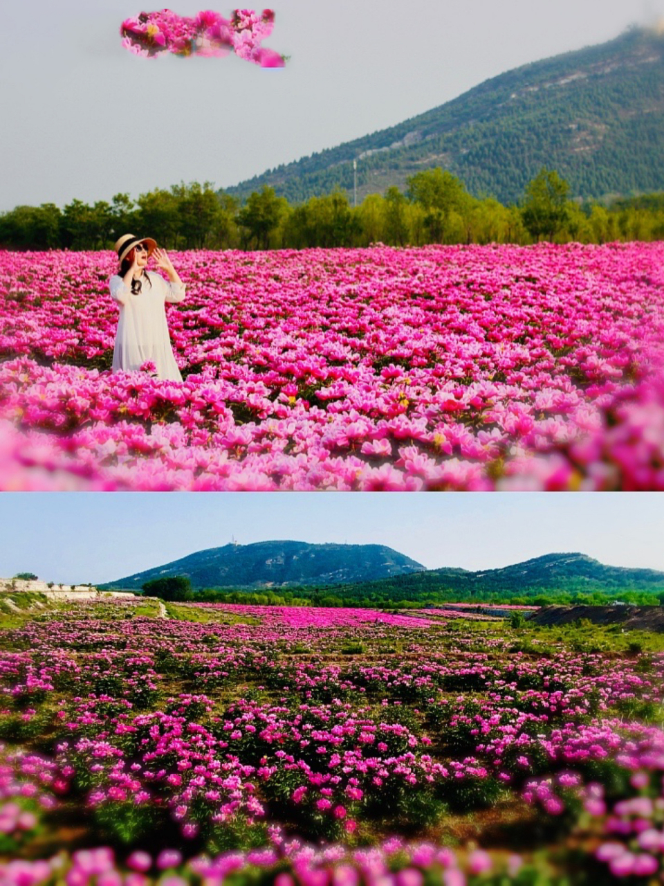 北京赏花丨三座庵村芍药花海の粉红的回忆～ 91时间:2021年5月12日