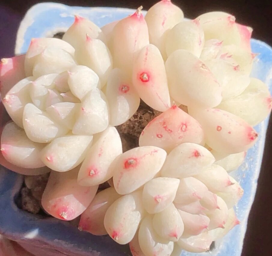 阿尔巴佳人,景天科拟石莲花属的植物,它也是属于月影系多肉的一种