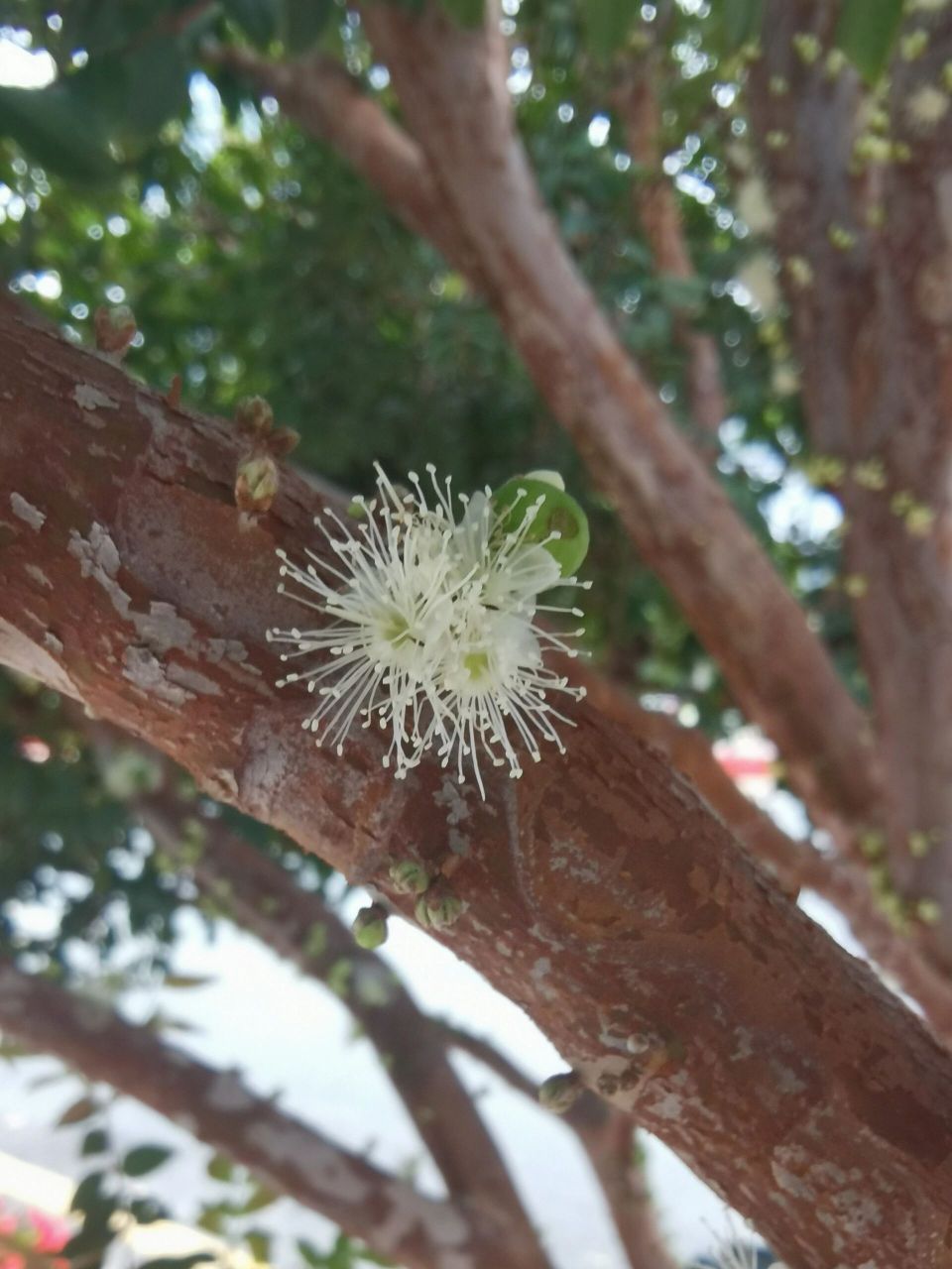 kausel 别名:珍宝果,树葡萄,小硕果 神奇植物嘉宝果,果与花都在树干