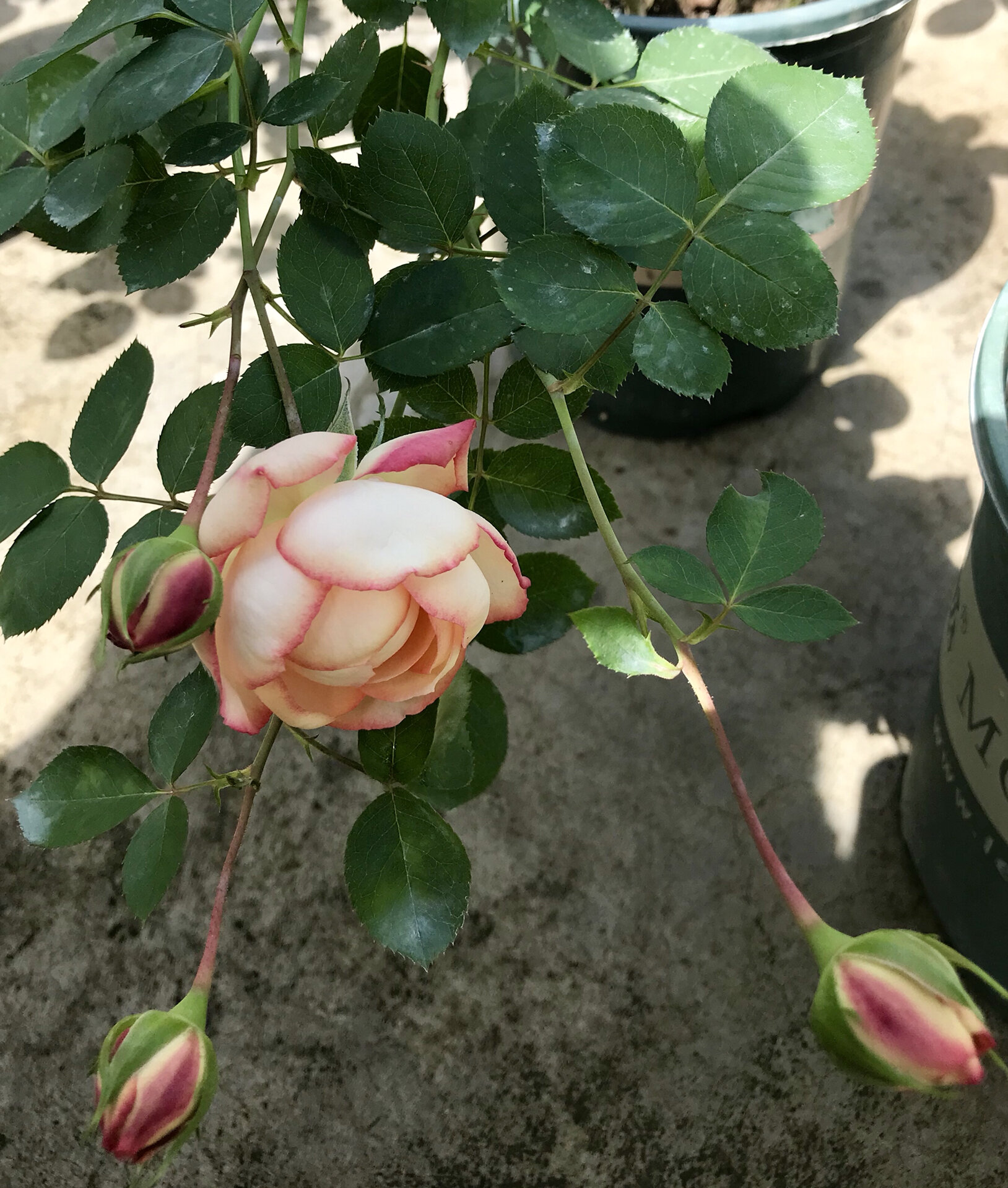 我的月季系列—伊芙古典香水