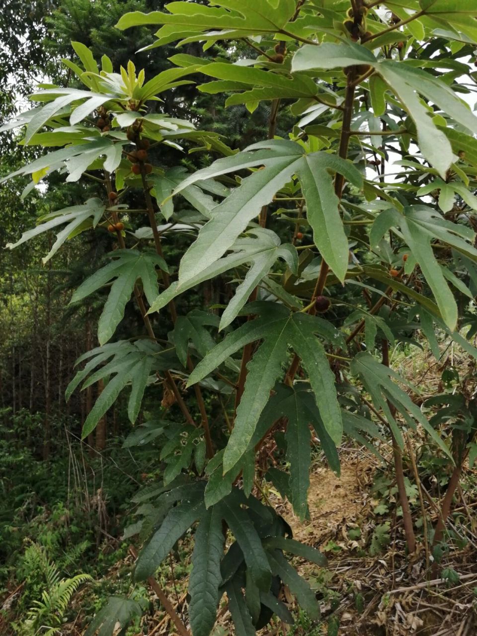 大叶五指毛桃. 今天上山挖药,偶遇一棵,感觉好多年没见过了.