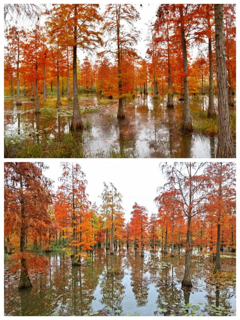 池杉湖湿地公园滁州图片