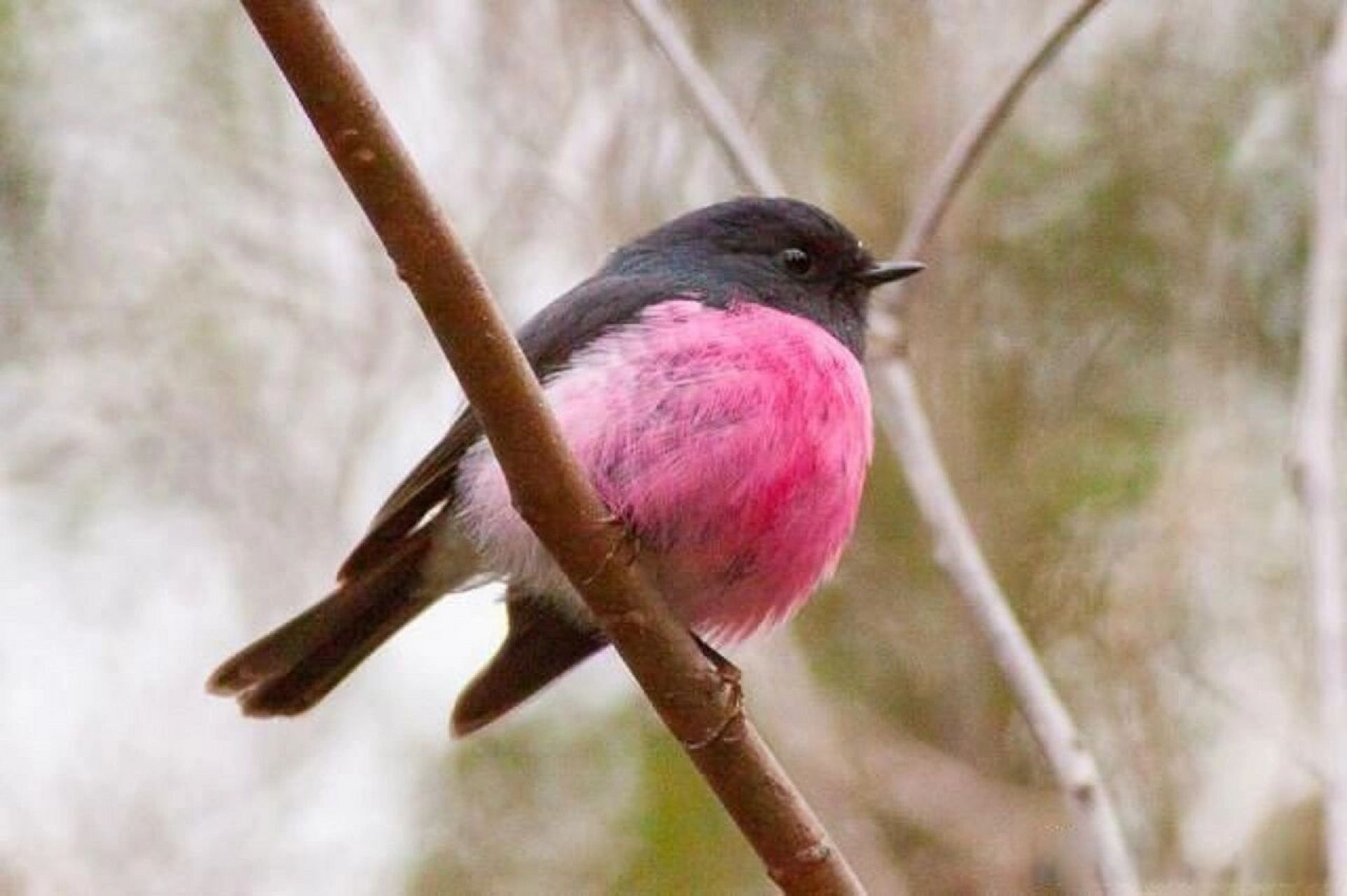 每天认识一种动物(93)粉红知更鸟 中文名:粉红知更鸟 学名:binkrobin