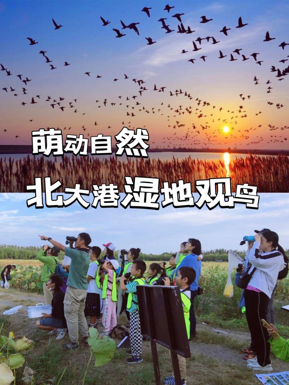 北大港观鸟首发丨万鸟齐飞视觉盛宴