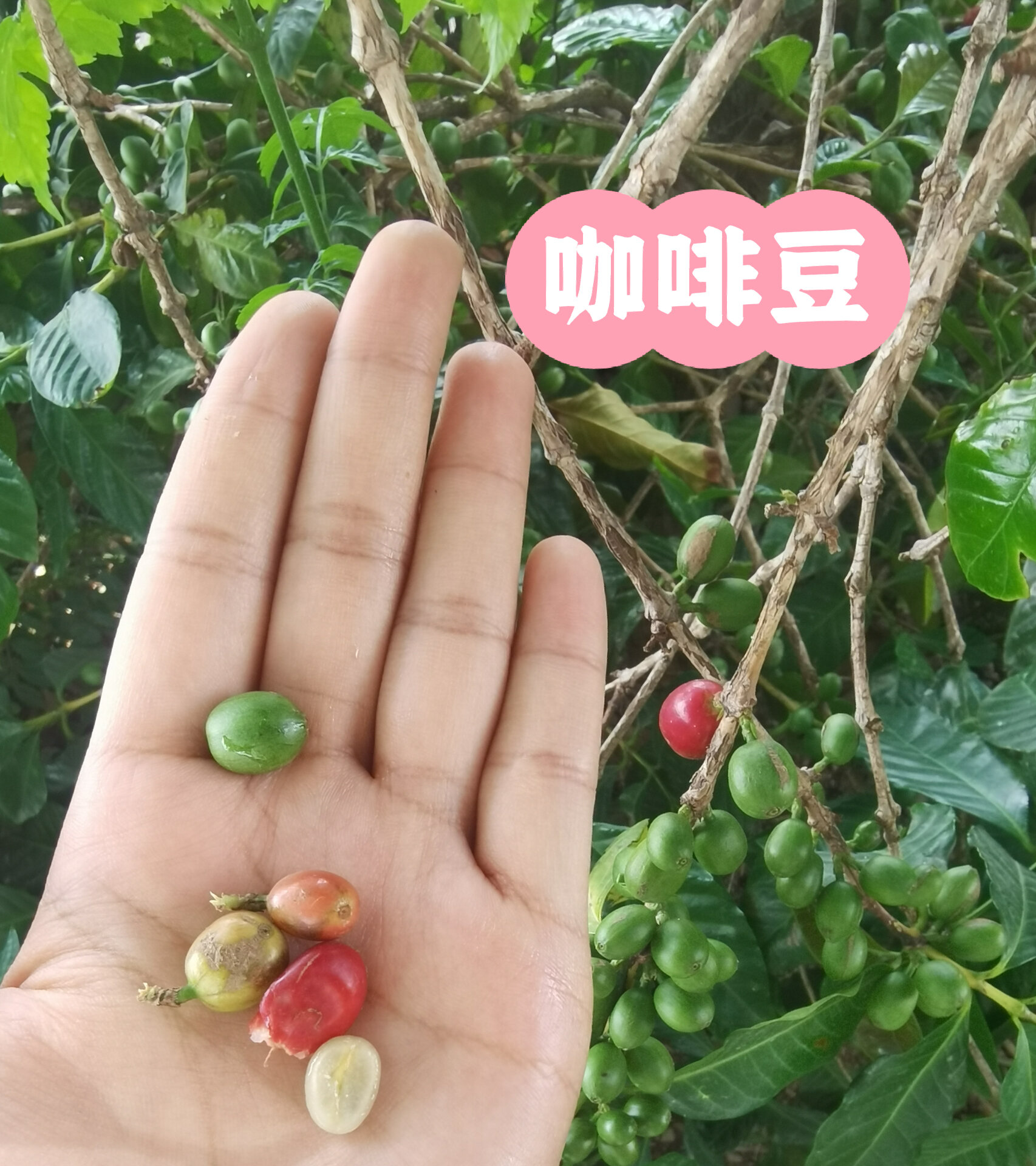 埃塞俄比亚咖啡tomoca