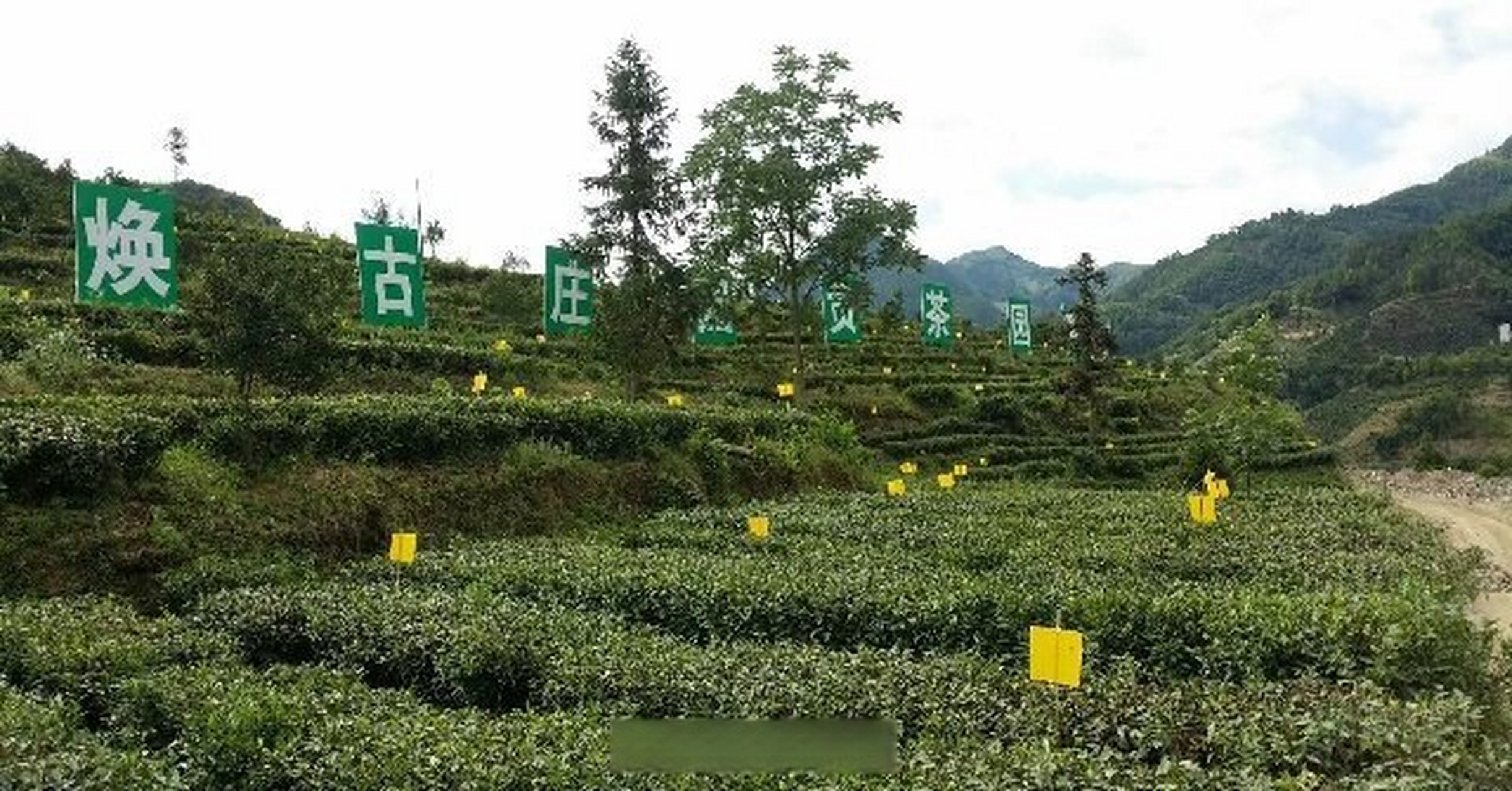 #今日安康##临时交通管制#紫阳县向阳镇营梁村富硒茶观光园将于2023年