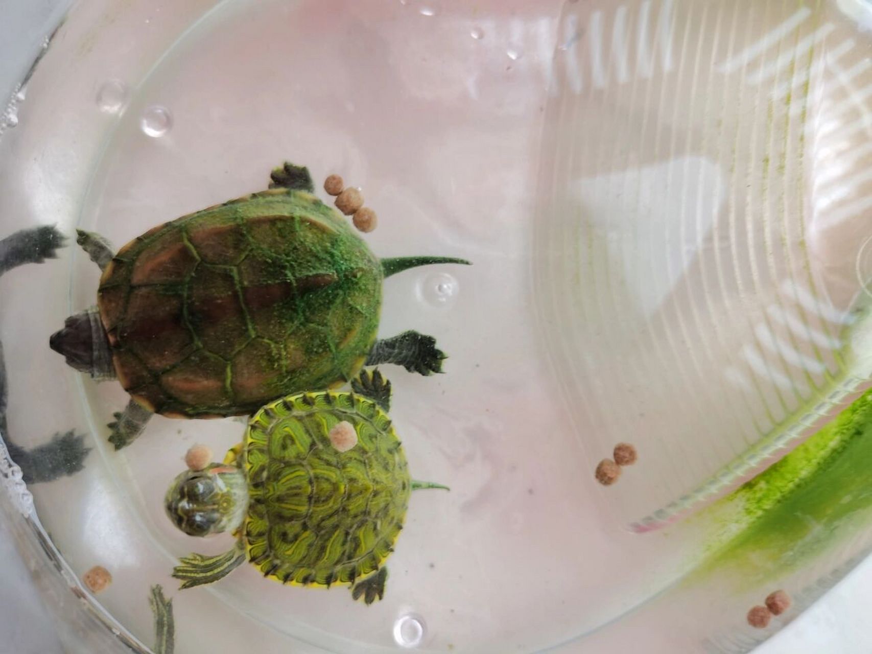 乌龟身上长绿色苔藓这正常吗?