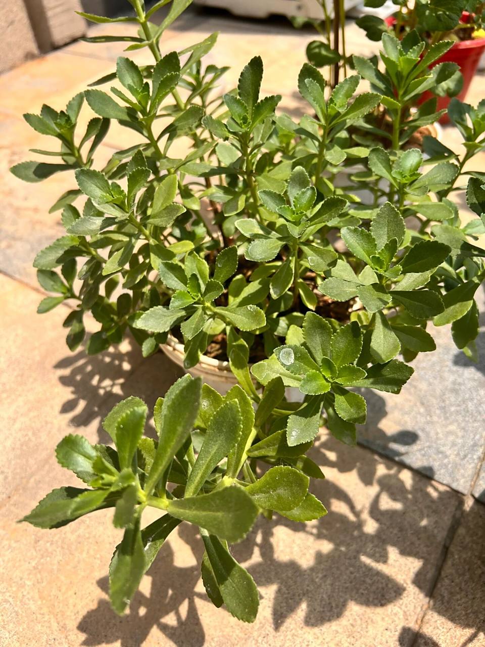 天然的止痒草,推给招蚊子体质 我爸说这91草叫三七,又名止痒草,非常