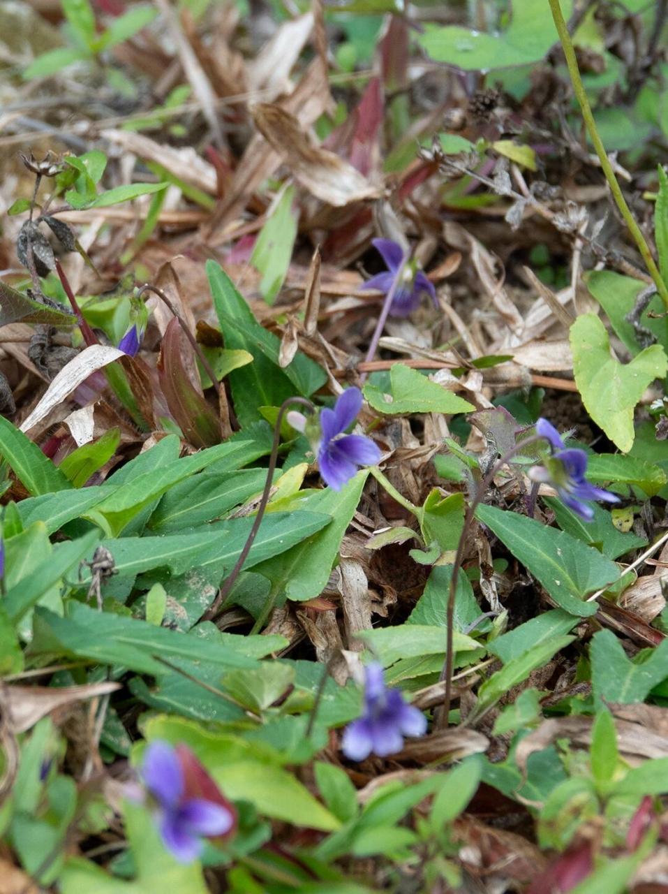 长萼堇菜 长萼堇菜 viola inconspicua 广州太子坑公园2月底拍的,识别