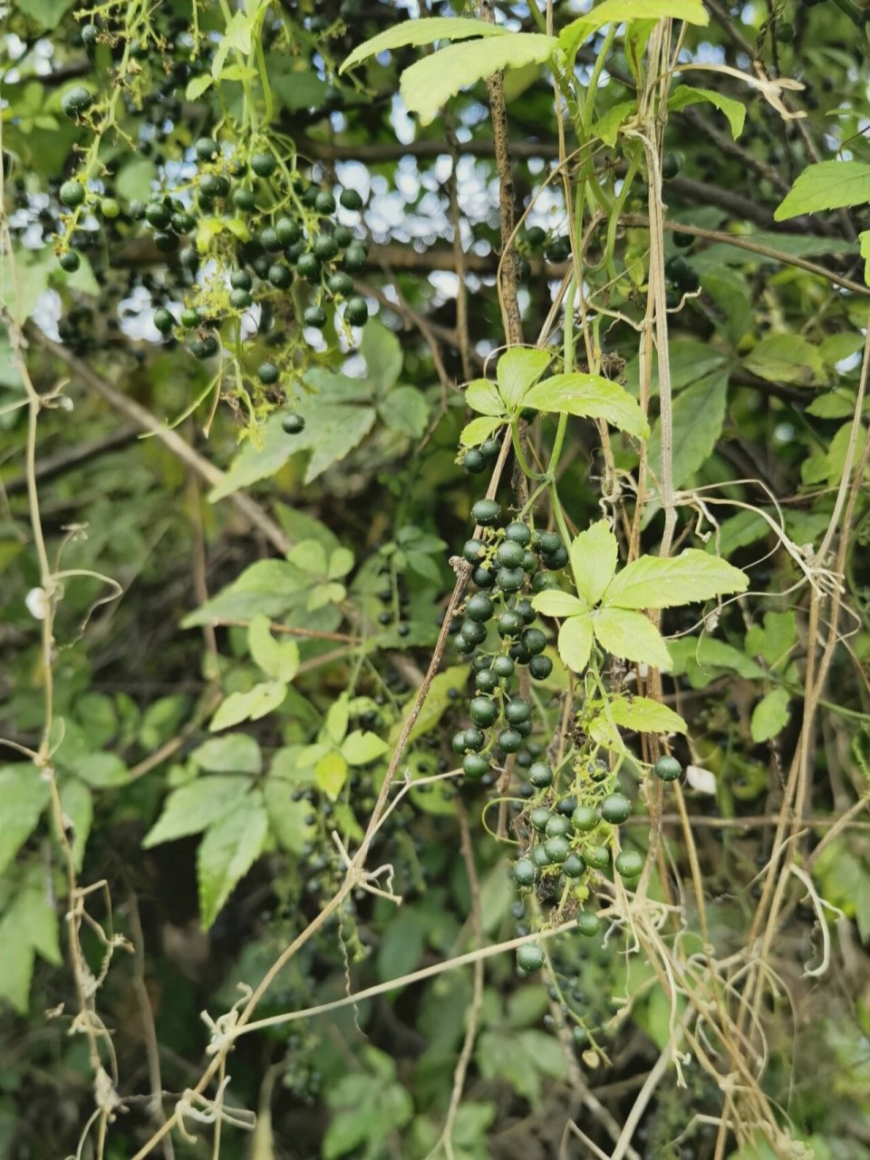 绞股蓝 绞股蓝,葫芦科,绞股蓝属.