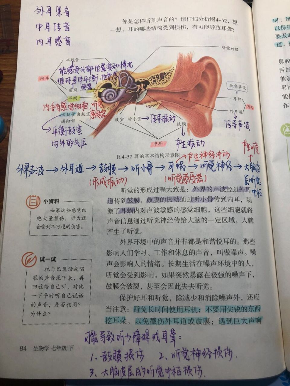 耳的结构生物书图片