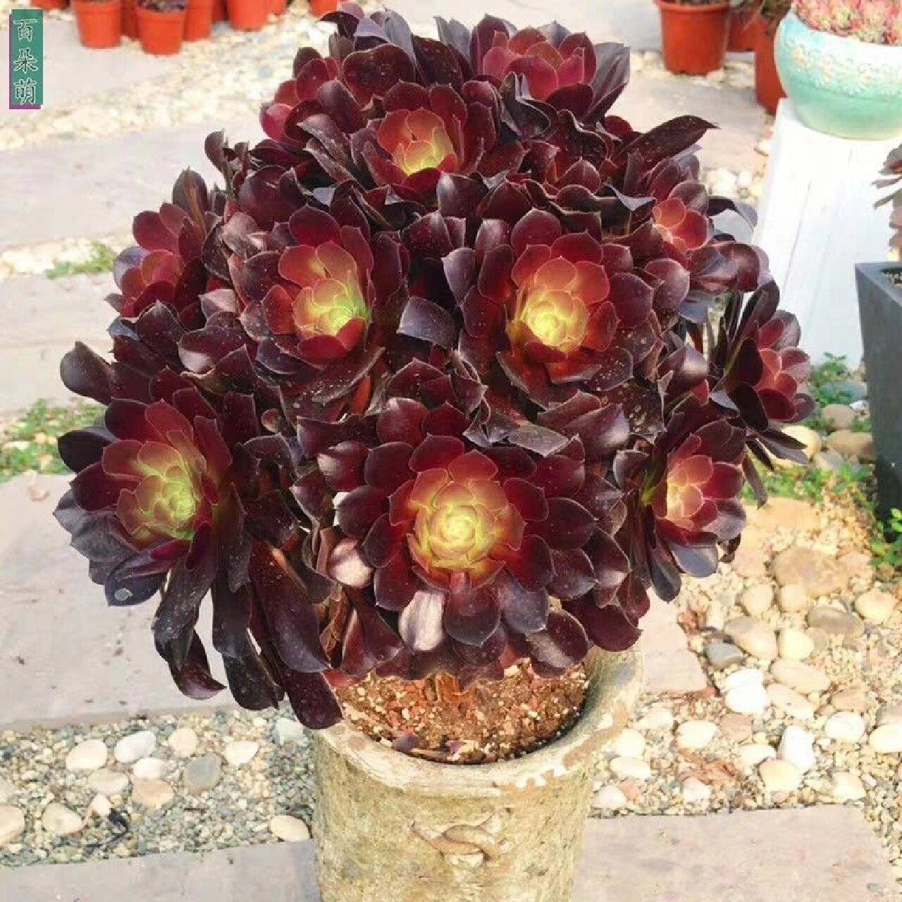 多肉植物法师系列 法师种类分为:众赞曲,普通黑法师,黑法师原始种,墨