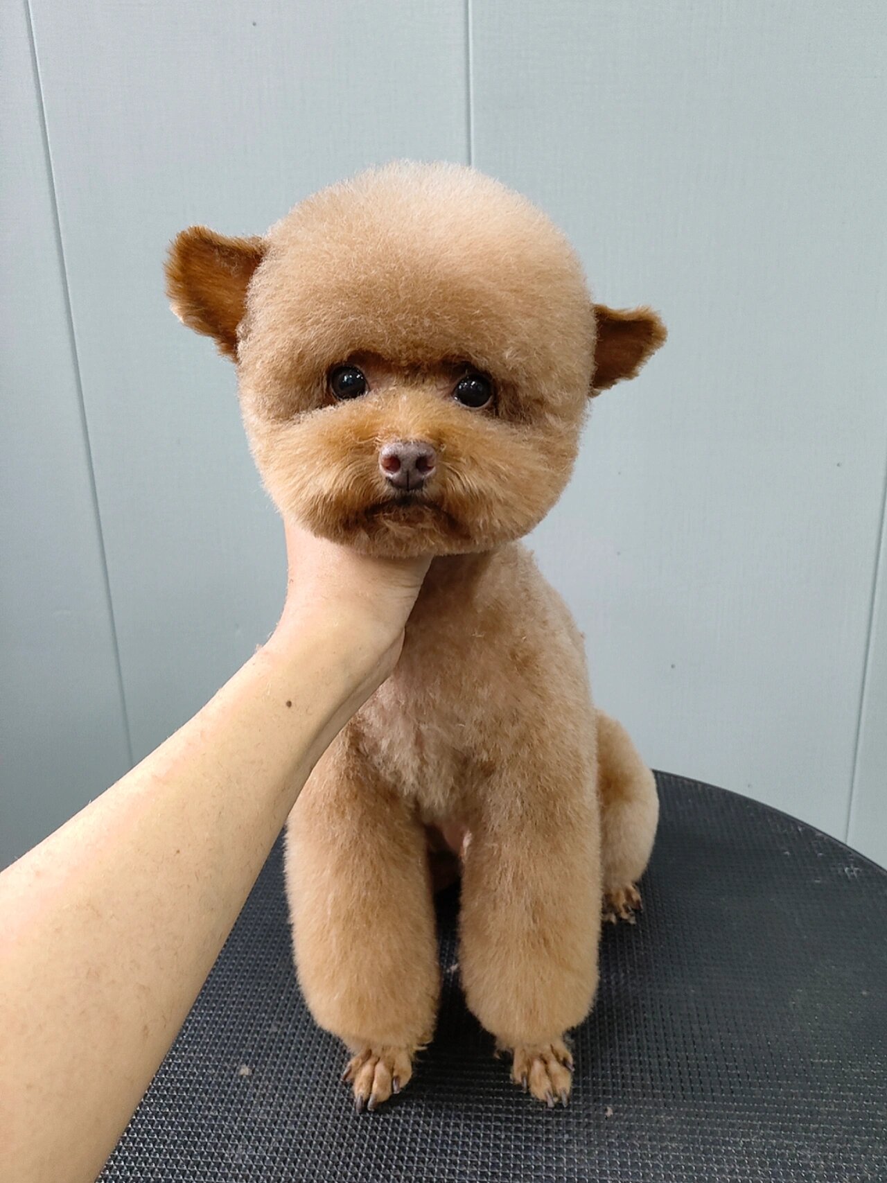 泰迪飞耳萌系造型