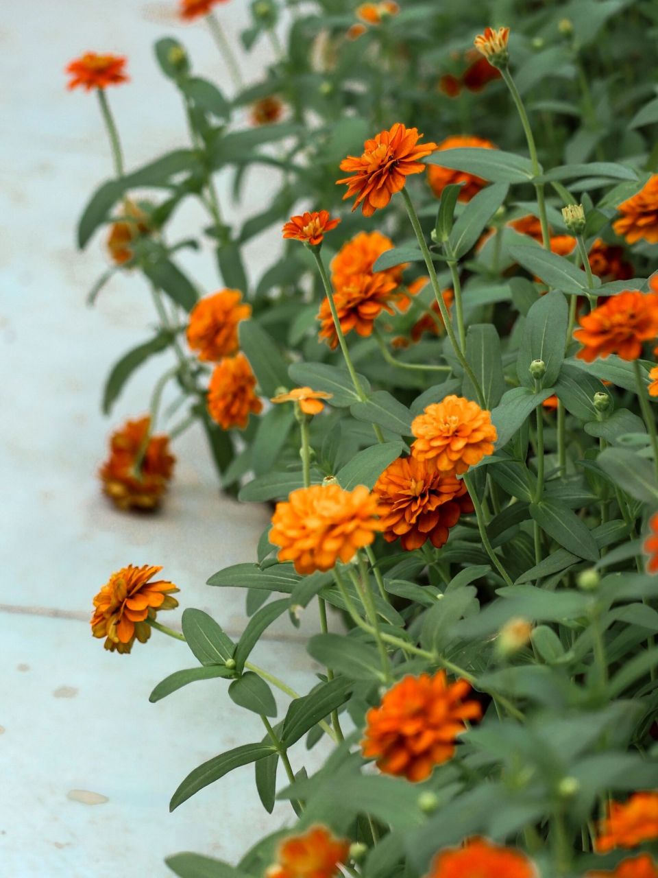 此外,阔叶鱼尾菊受到了传粉者的喜爱,也为野生动物提供了食物来源.
