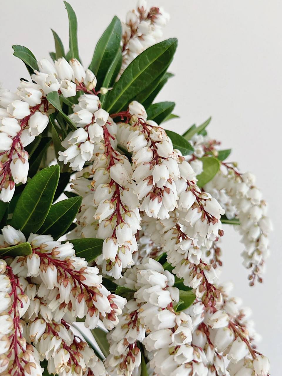 日本枝条·马醉木花 马醉木开花很美,自带优美形态,倒立过来的花朵,很