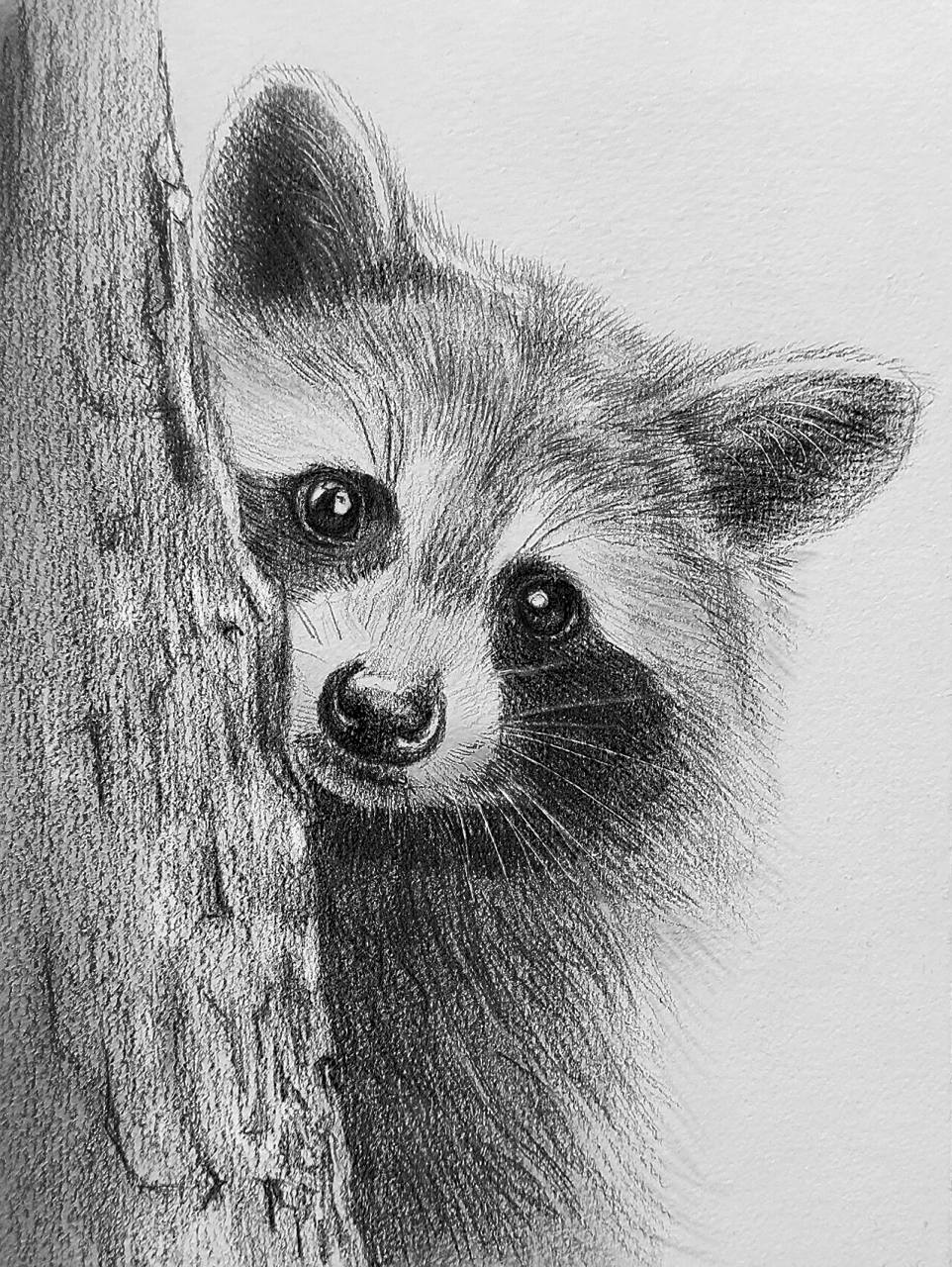 一只干脆面正在偷看你92|素描过程 这周画一只小浣熊～ 自带憨憨的