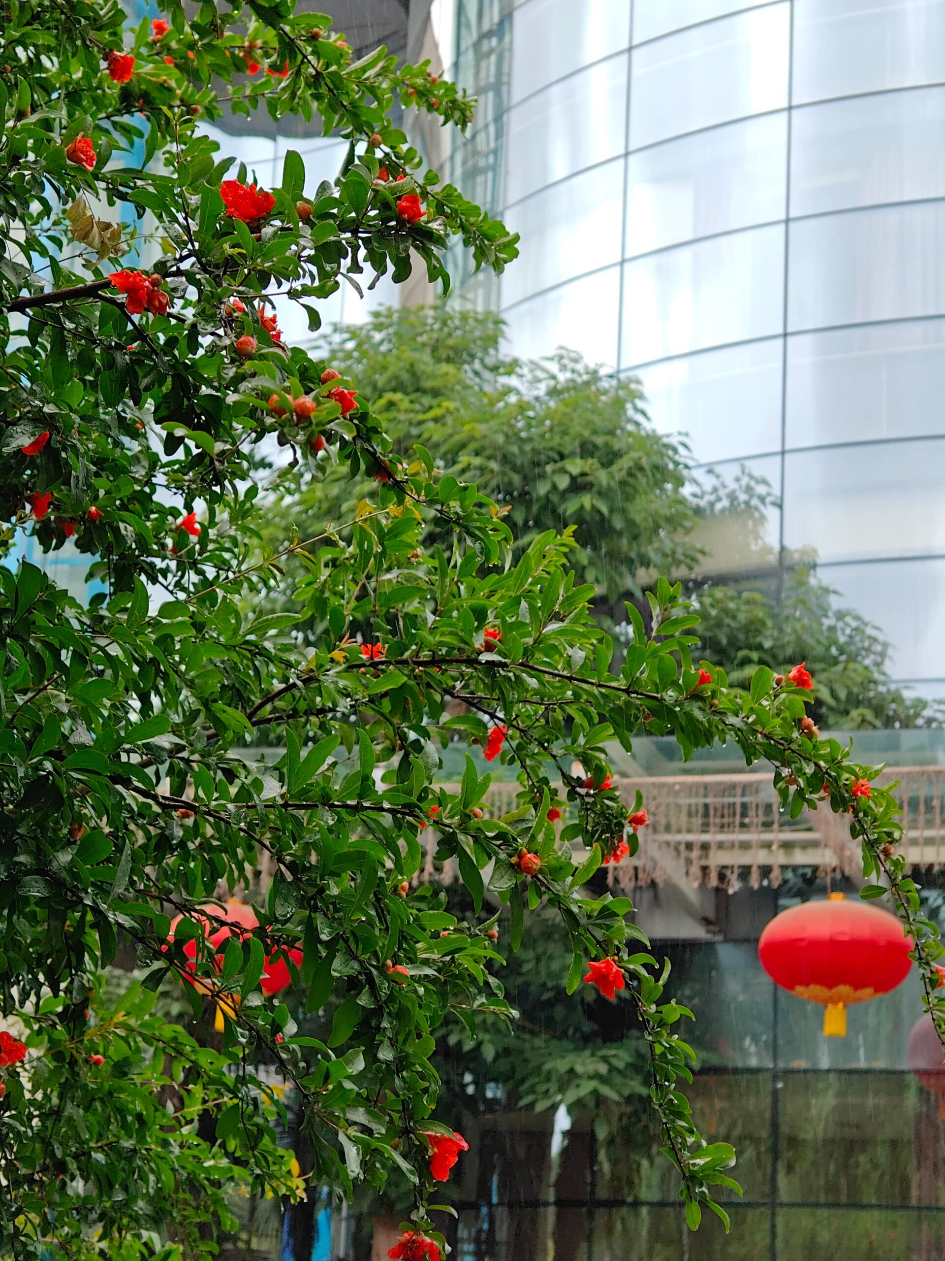 西安的市花图片