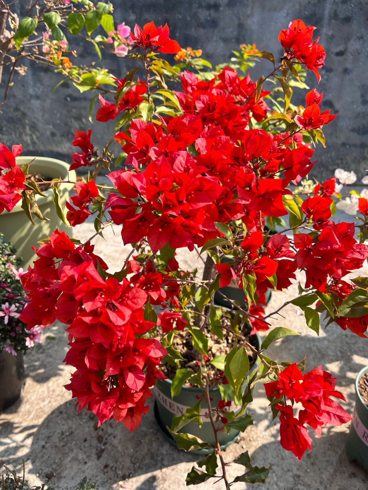 三角梅里面红色最正的品种 它叫热火桑巴,花如其名,红到发桔,开花后