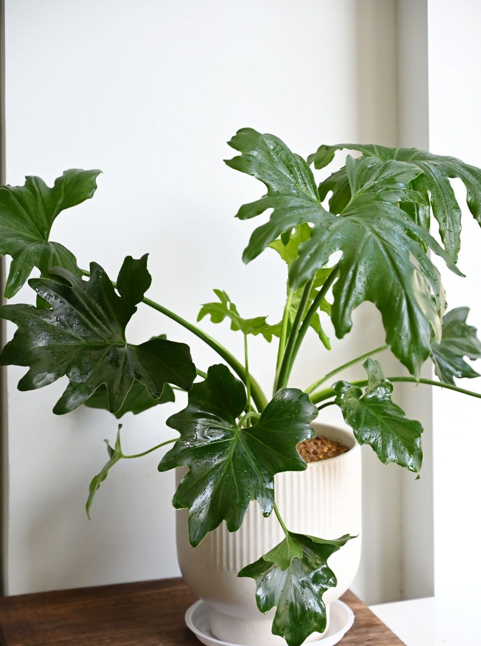 皮实好养的植物:春雨/春羽 98植物分享:春雨/春羽 95寓意:充满