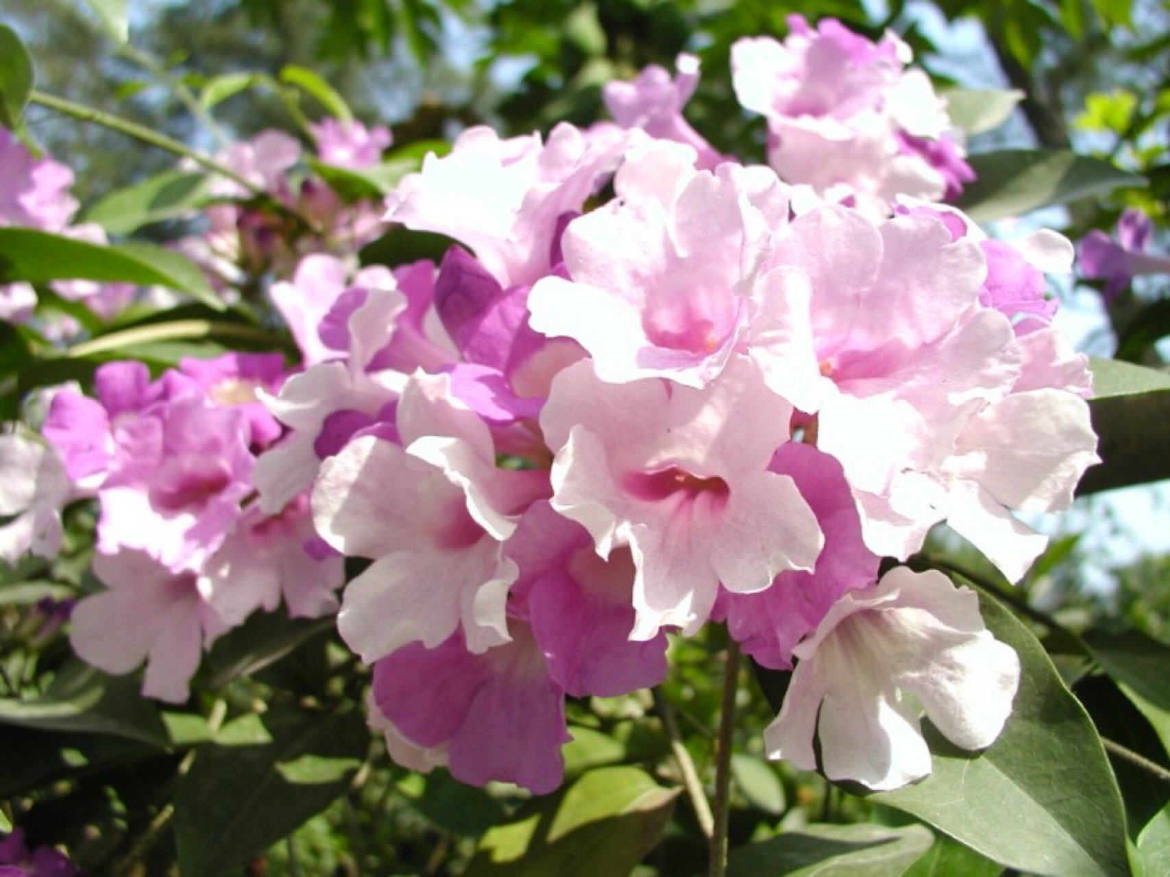 每日一花|蒜香藤 蒜香藤:又名紫铃藤,张氏紫葳,为紫葳科常绿藤状灌木.