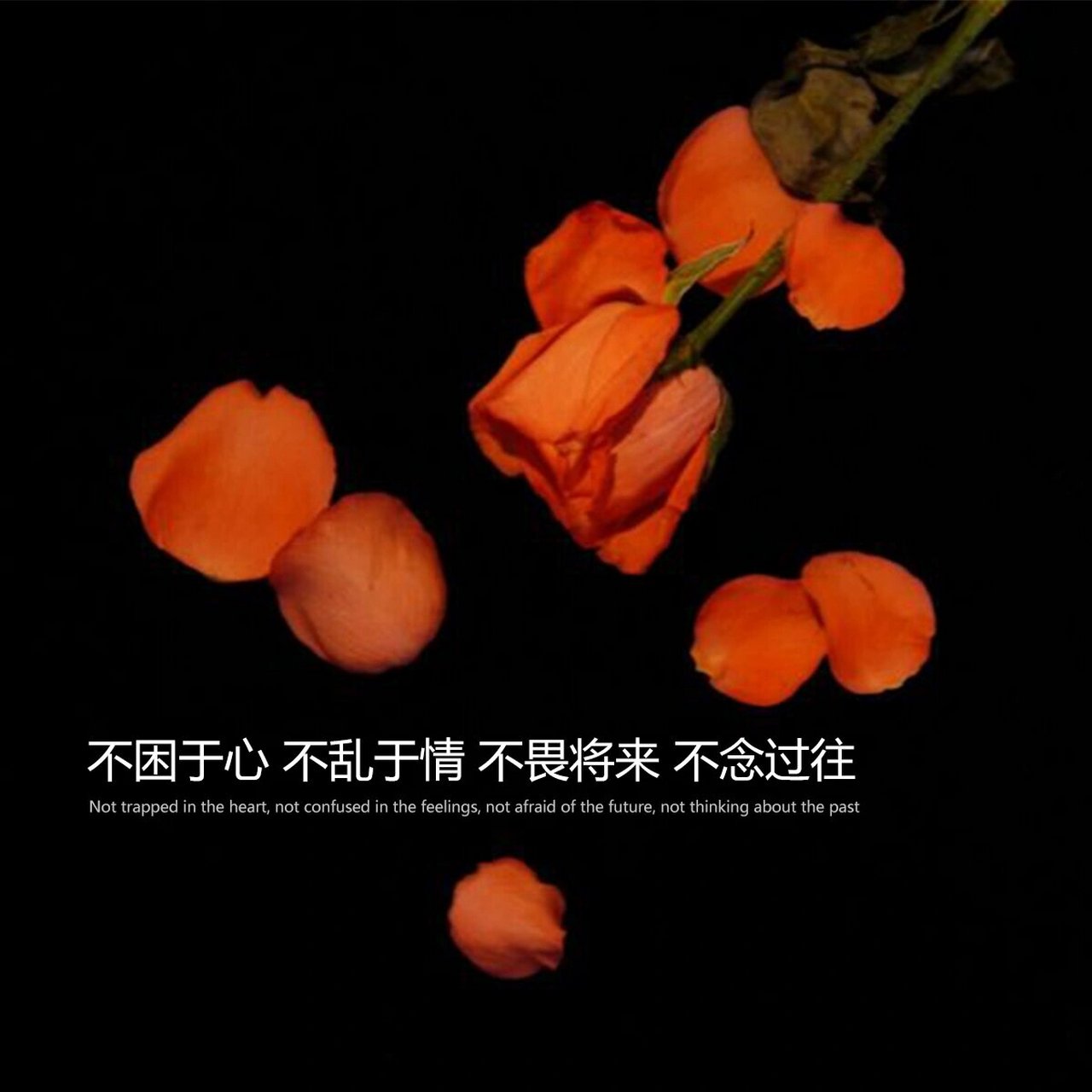 不困于心 不乱于情 不畏将来 不念过往. 2.热爱的人和事都要义无反顾.