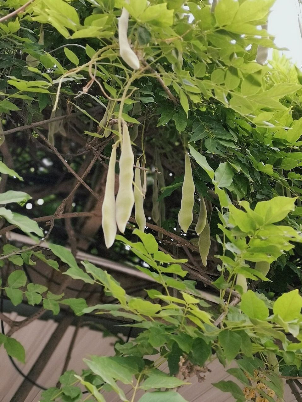 紫藤的果实
