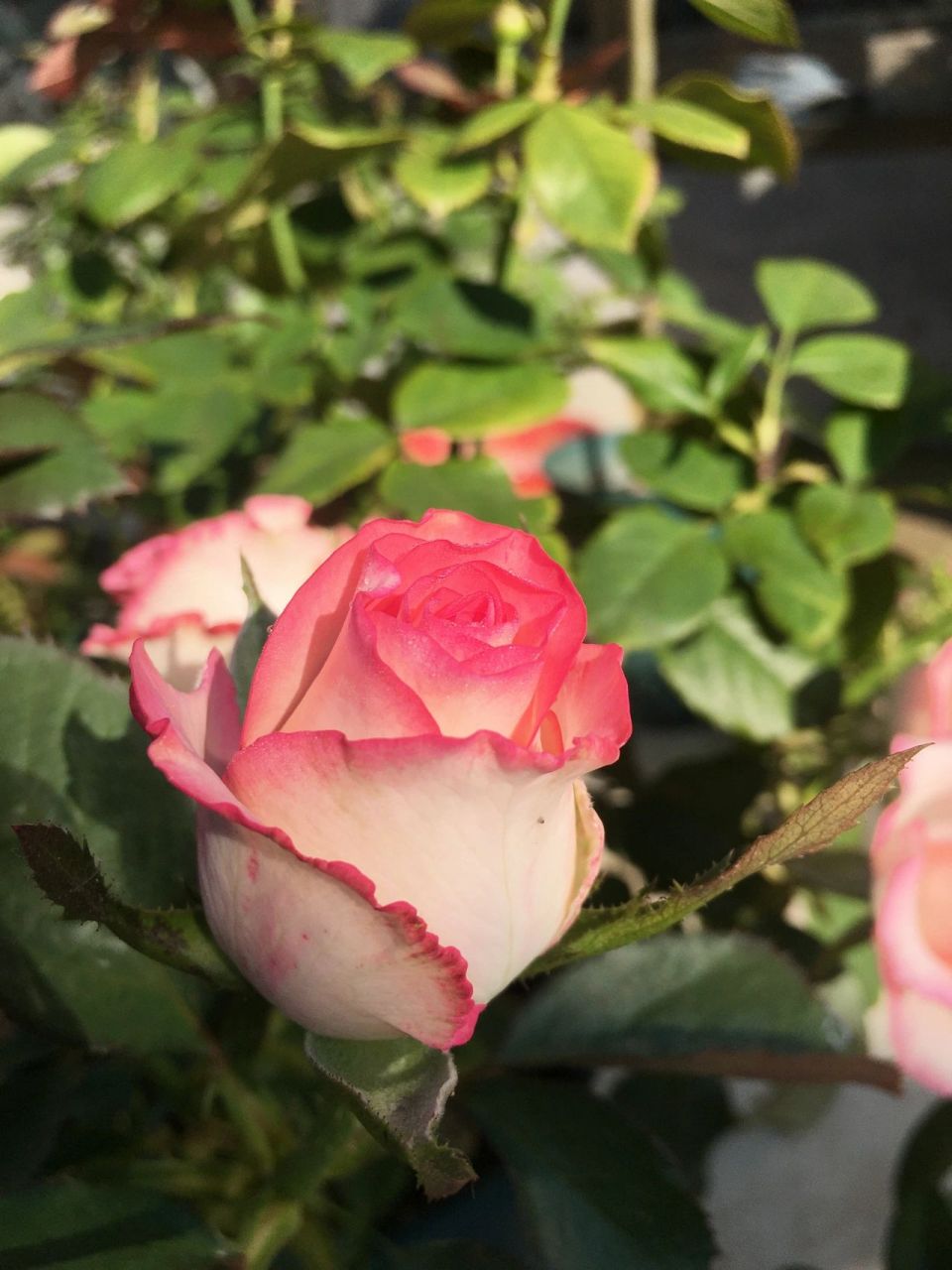 艾莎月季 这种花叫"艾莎",别名朱米莉亚,艾莎的首要功能还是作切花,她