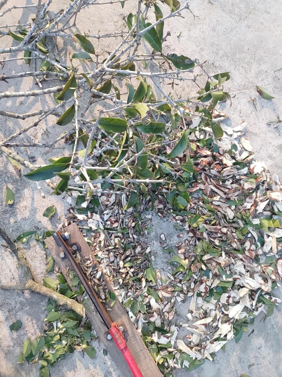 黄皮树寄生(22)本土原生中草药材    黄皮树寄生(22)本土原生中草药材