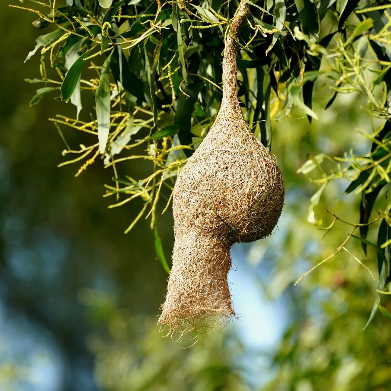 鬼斧神工～黄胸织布鸟的鸟窝 #鸟# #观鸟# #鸟类摄影
