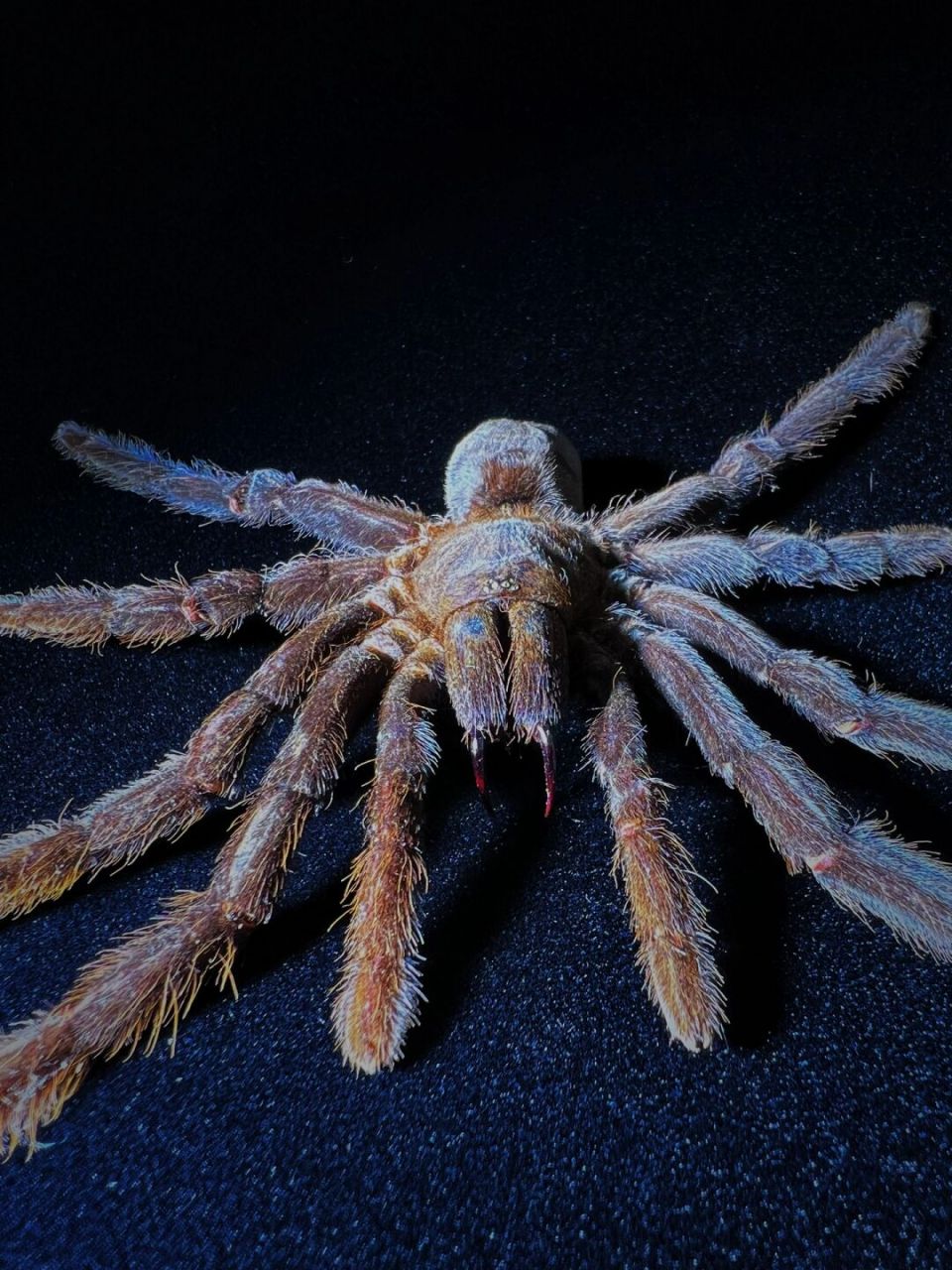 中文名:捕鸟蛛 别名:bird-eating spider 界:动物界 门:节肢动物门