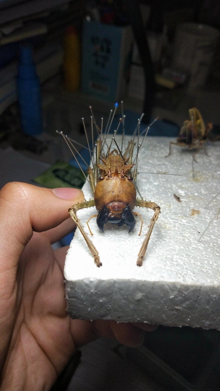 凶神恶煞的蚂蚱 东南亚的天狗螽斯 长相最怪异的直翅目昆虫之一国内