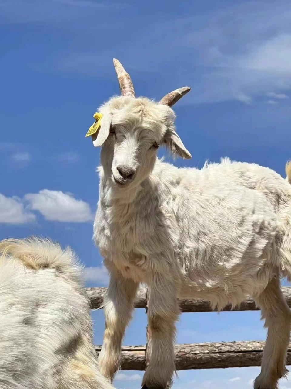 蓝天,白云,快乐生长的阿尔巴斯小山羊