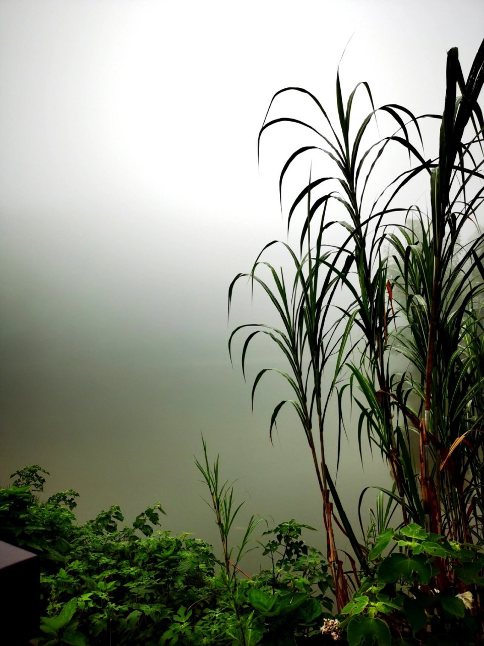 竹林禅院 竹叶飘落才是竹子最美的一刻