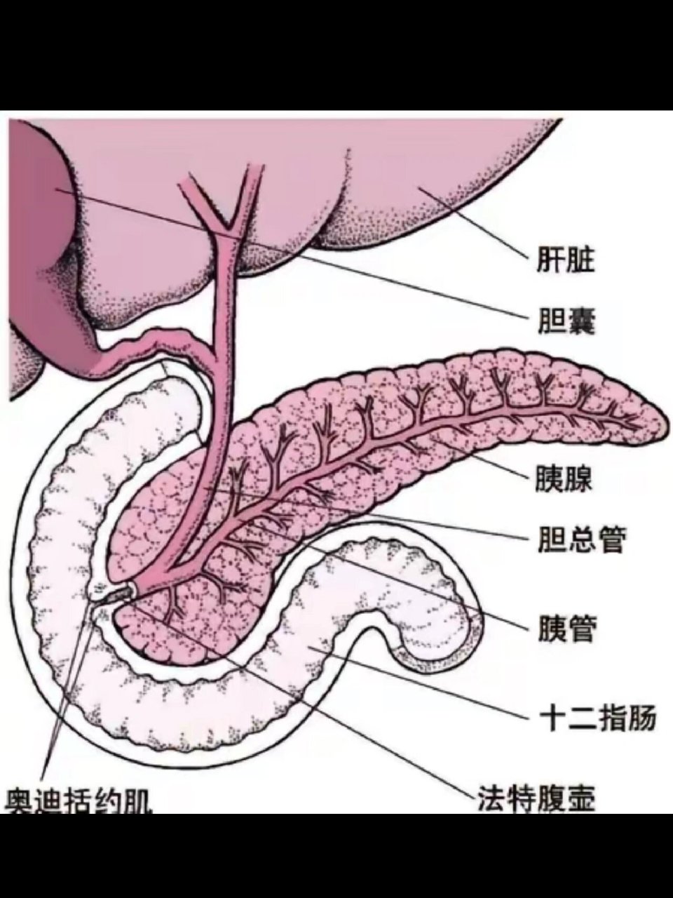 胰腺图片结构图图片