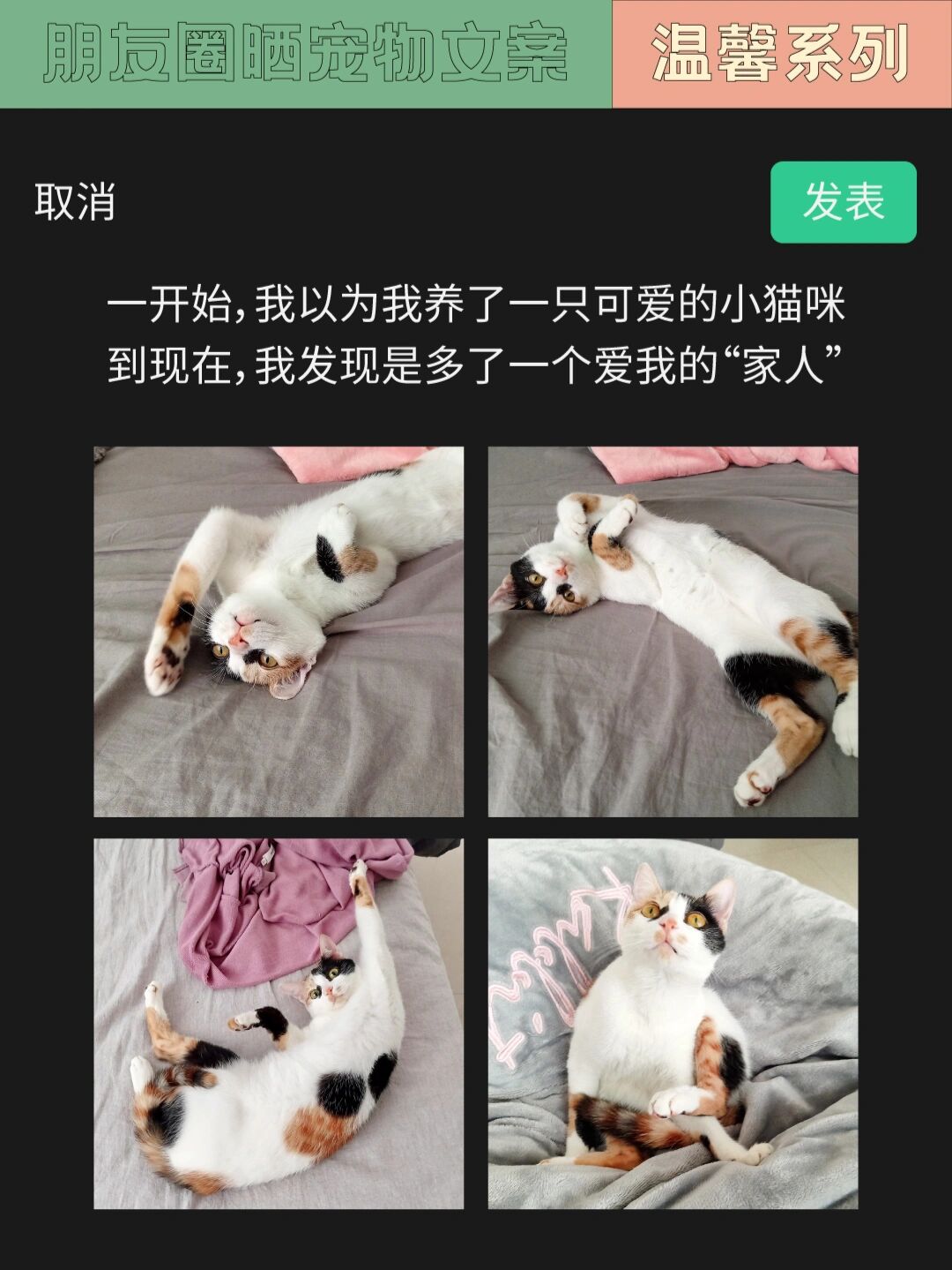 宠物文案合集 | 下次发猫咪朋友圈就用这些 想分享萌宠照片 但总想不